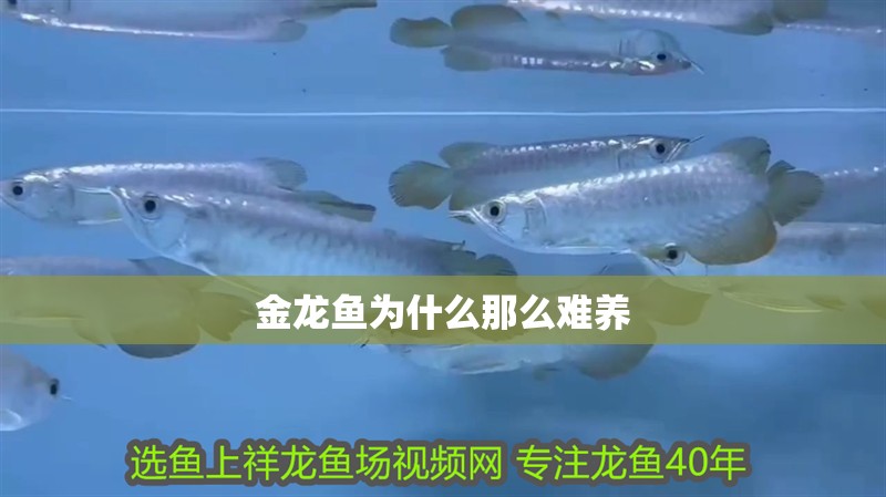 金龍魚為什么那么難養(yǎng) 金龍魚為什么那么難養(yǎng) 龍魚百科 第2張