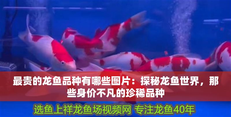 最貴的龍魚品種有哪些圖片：探秘龍魚世界，那些身價不凡的珍稀品種