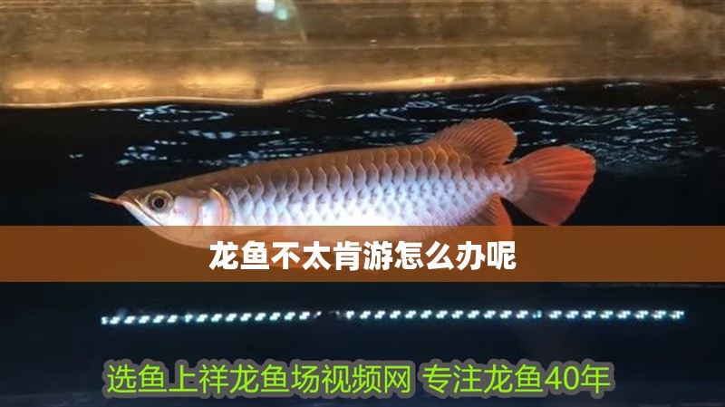 龍魚不太肯游怎么辦呢