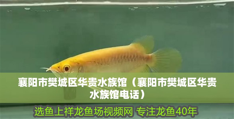 襄陽市樊城區華貴水族館（襄陽市樊城區華貴水族館電話）