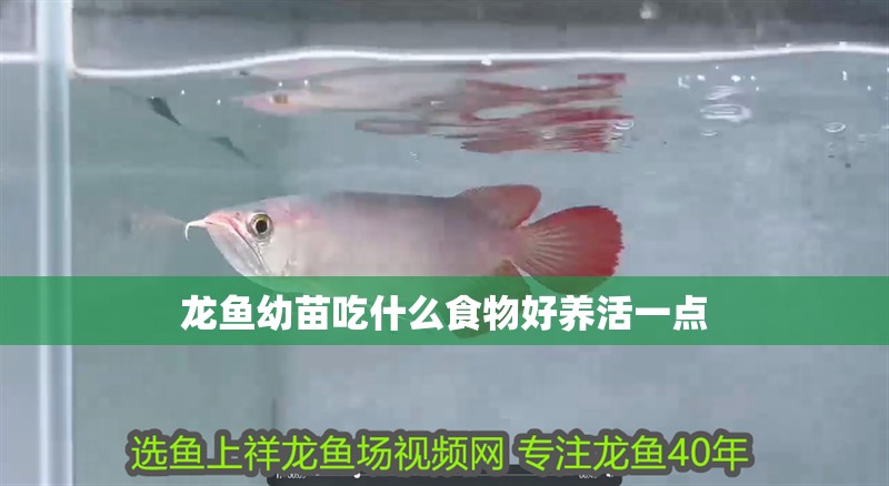 龍魚幼苗吃什么食物好養活一點