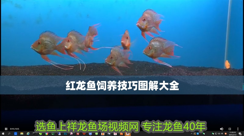 紅龍魚飼養技巧圖解大全 紅龍魚飼養技巧圖解大全 龍魚百科 第2張