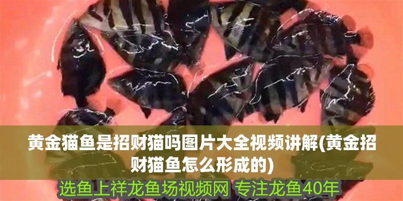 黃金貓魚是招財貓嗎圖片大全視頻講解(黃金招財貓魚怎么形成的)