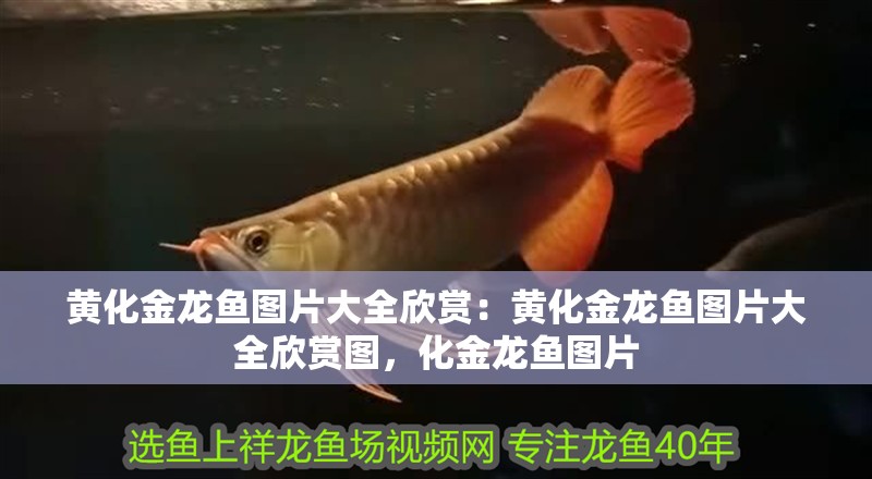黃化金龍魚圖片大全欣賞：黃化金龍魚圖片大全欣賞圖，化金龍魚圖片