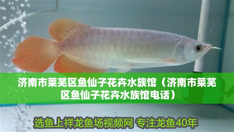 濟南市萊蕪區(qū)魚仙子花卉水族館（濟南市萊蕪區(qū)魚仙子花卉水族館電話）