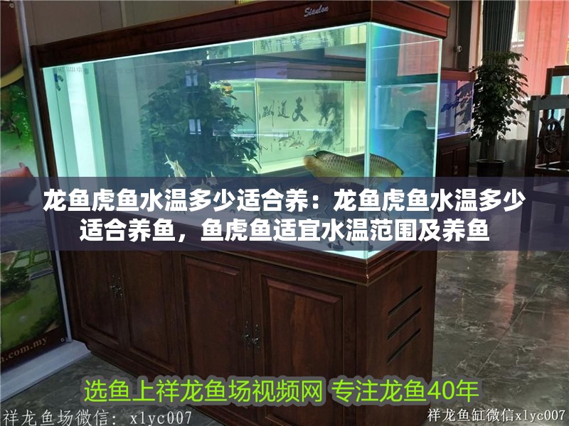 龍魚虎魚水溫多少適合養：龍魚虎魚水溫多少適合養魚，魚虎魚適宜水溫范圍及養魚