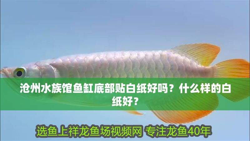 滄州水族館魚缸底部貼白紙好嗎？什么樣的白紙好？