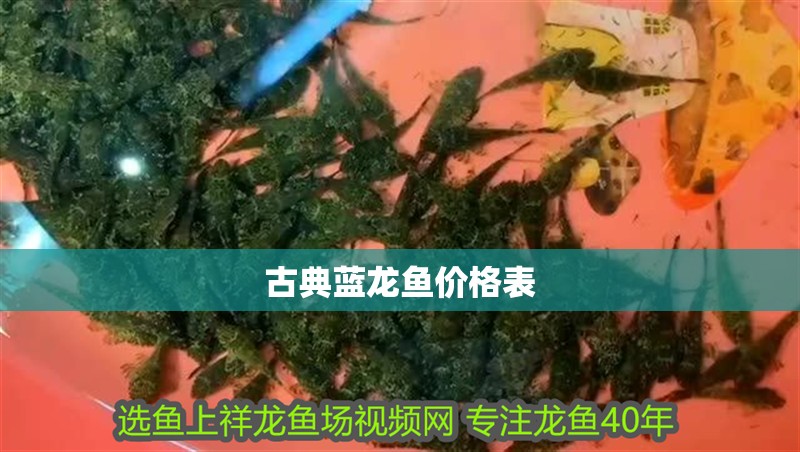 古典藍龍魚價格表 古典藍龍魚價格表 龍魚百科 第2張