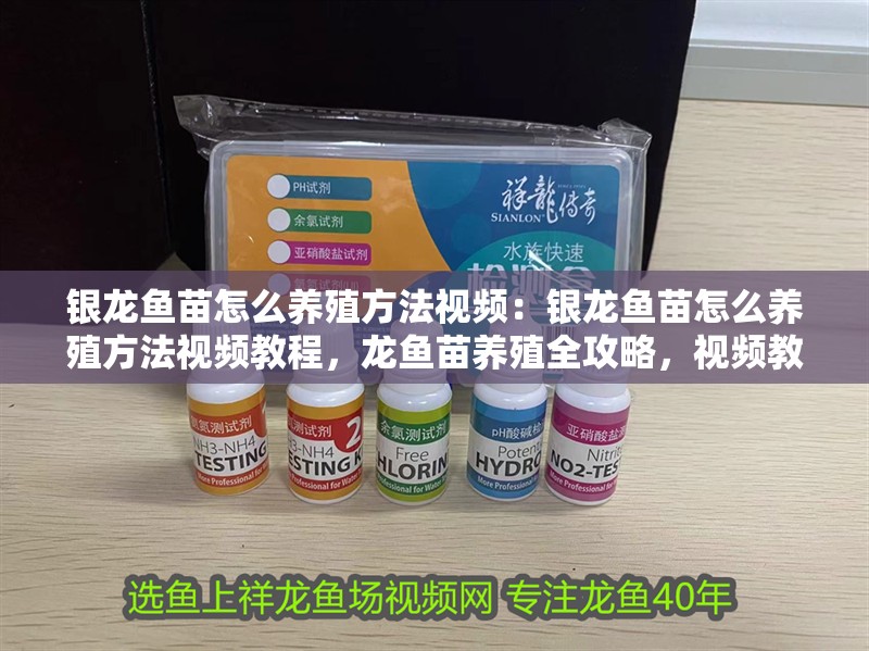 銀龍魚苗怎么養殖方法視頻：銀龍魚苗怎么養殖方法視頻教程，龍魚苗養殖全攻略，視頻教程