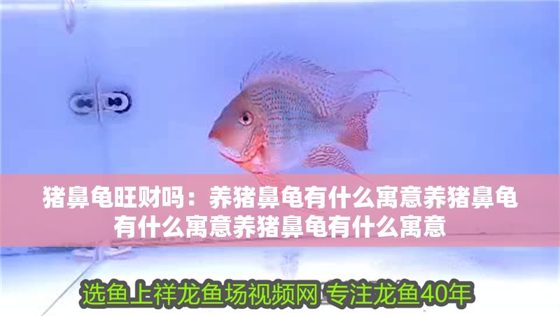 豬鼻龜旺財(cái)嗎：養(yǎng)豬鼻龜有什么寓意養(yǎng)豬鼻龜有什么寓意養(yǎng)豬鼻龜有什么寓意