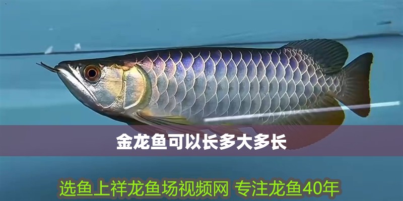 金龍魚可以長多大多長