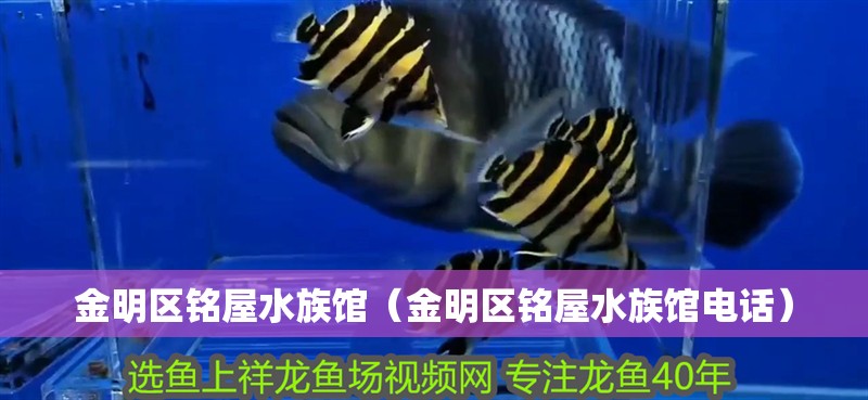 金明區(qū)銘屋水族館(金明區(qū)銘屋水族館電話(huà)) 全國(guó)水族館企業(yè)名錄 第2張 金明區(qū)銘屋水族館(金明區(qū)銘屋水族館電話(huà)) 金明區(qū)銘屋水族館(金明區(qū)銘屋水族館電話(huà)) 全國(guó)水族館企業(yè)名錄 第2張