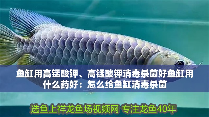 魚缸用高錳酸鉀、高錳酸鉀消毒殺菌好魚缸用什么藥好：怎么給魚缸消毒殺菌