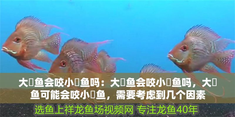 大魟魚會咬小魟魚嗎：大魟魚會咬小魟魚嗎，大魟魚可能會咬小魟魚，需要考慮到幾個因素