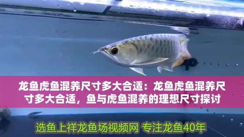 龍魚虎魚混養尺寸多大合適：龍魚虎魚混養尺寸多大合適，魚與虎魚混養的理想尺寸探討