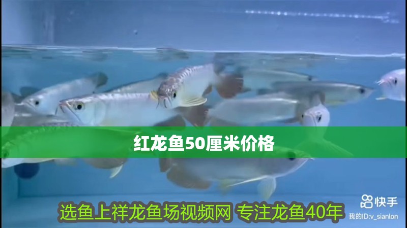 紅龍魚50厘米價格