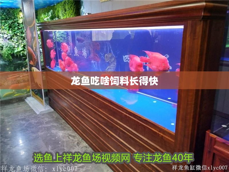 龍魚吃啥飼料長得快 龍魚吃啥飼料長得快 龍魚百科 第2張