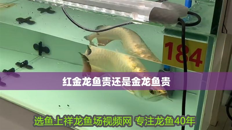 紅金龍魚(yú)貴還是金龍魚(yú)貴