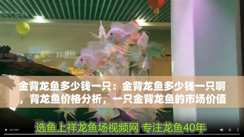 金背龍魚多少錢一只：金背龍魚多少錢一只啊，背龍魚價格分析，一只金背龍魚的市場價值探討 金背龍魚多少錢一只：金背龍魚多少錢一只啊，背龍魚價格分析，一只金背龍魚的市場價值探討 水族問答