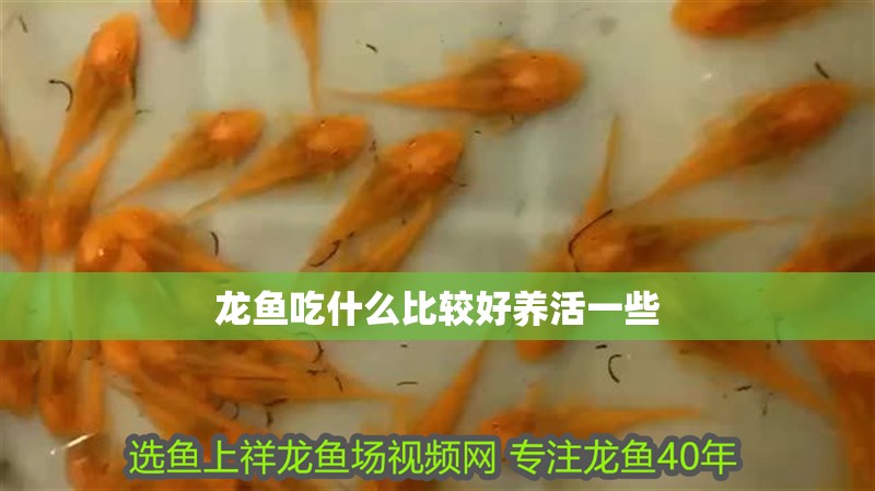龍魚吃什么比較好養活一些