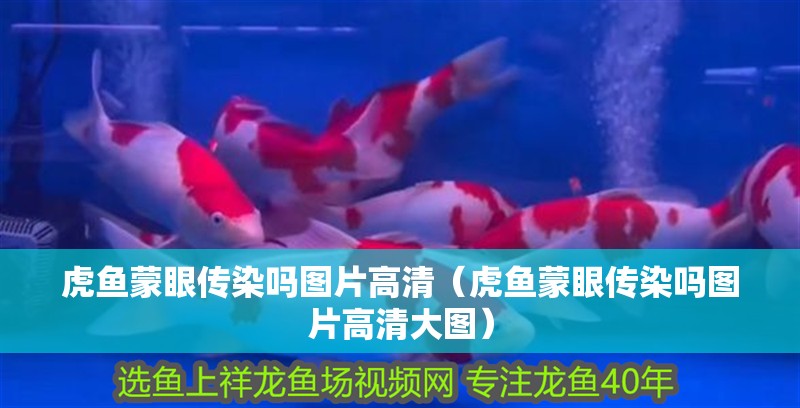 虎魚蒙眼傳染嗎圖片高清（虎魚蒙眼傳染嗎圖片高清大圖）