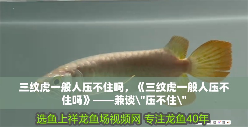 三紋虎一般人壓不住嗎，《三紋虎一般人壓不住嗎》——兼談\