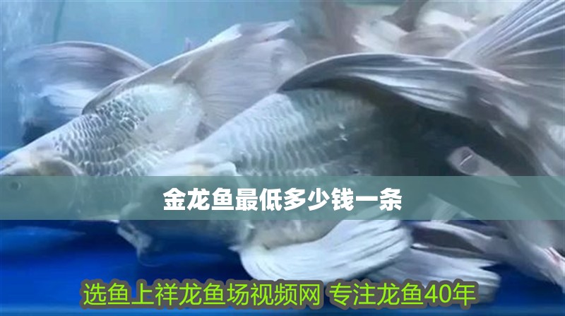 金龍魚最低多少錢一條