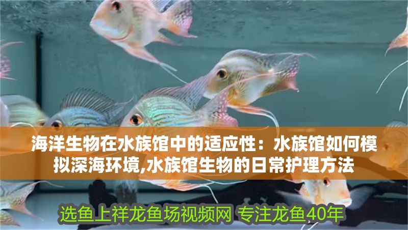 海洋生物在水族館中的適應性：水族館如何模擬深海環境,水族館生物的日常護理方法