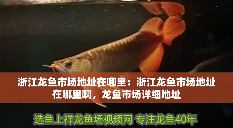 浙江龍魚市場地址在哪里：浙江龍魚市場地址在哪里啊，龍魚市場詳細地址