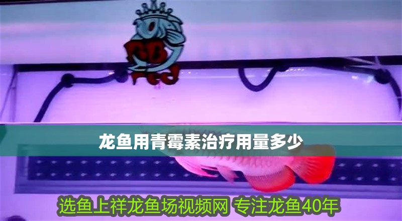 龍魚用青霉素治療用量多少