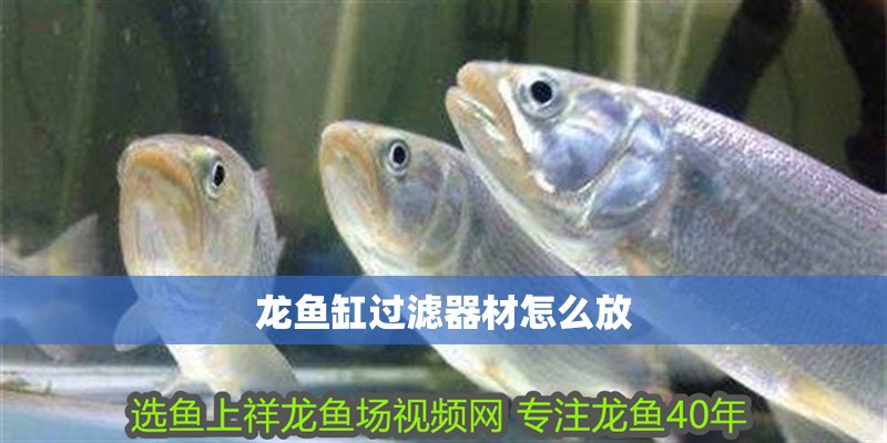 龍魚缸過濾器材怎么放