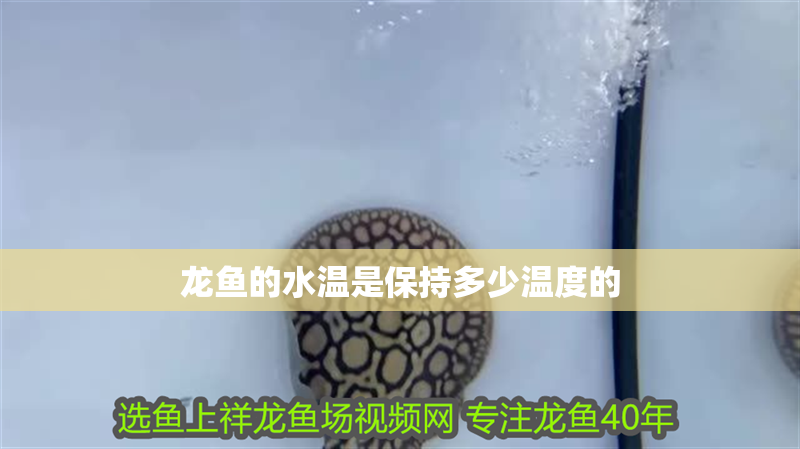龍魚的水溫是保持多少溫度的 龍魚百科 第2張 龍魚的水溫是保持多少溫度的 龍魚的水溫是保持多少溫度的 龍魚百科 第2張