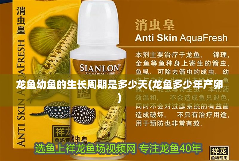 龍魚幼魚的生長(zhǎng)周期是多少天(龍魚多少年產(chǎn)卵)