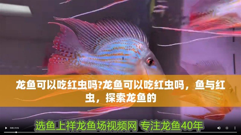 龍魚可以吃紅蟲嗎?龍魚可以吃紅蟲嗎，魚與紅蟲，探索龍魚的