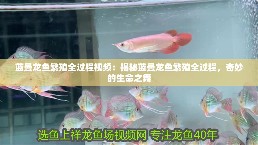 藍(lán)曼龍魚繁殖全過程視頻：揭秘藍(lán)曼龍魚繁殖全過程，奇妙的生命之舞