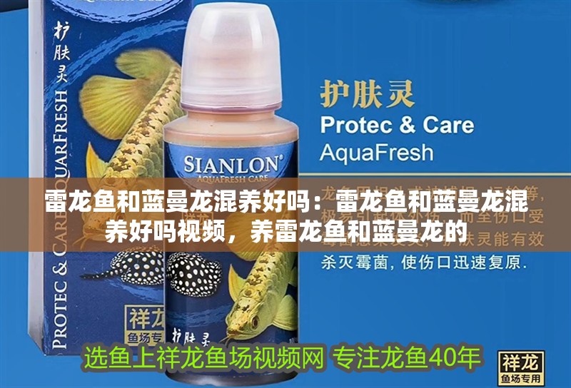 雷龍魚和藍曼龍混養好嗎：雷龍魚和藍曼龍混養好嗎視頻，養雷龍魚和藍曼龍的