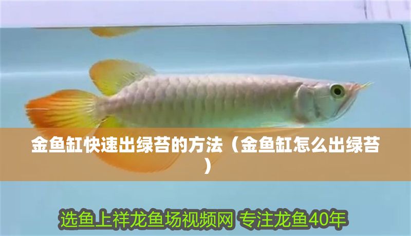 金魚缸快速出綠苔的方法（金魚缸怎么出綠苔）