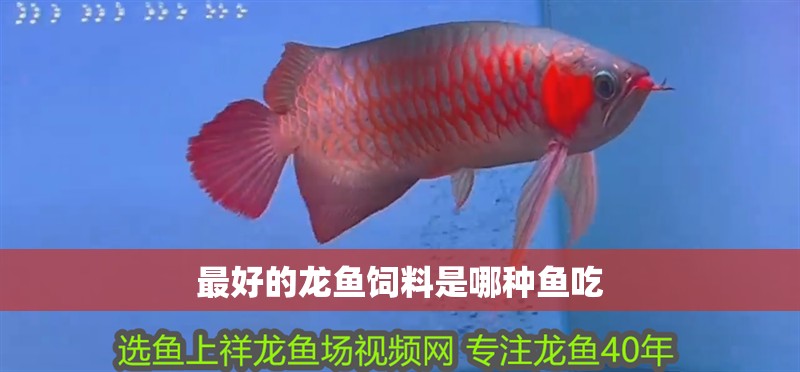 最好的龍魚飼料是哪種魚吃