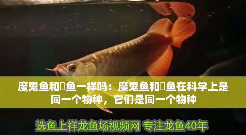 魔鬼魚和魟魚一樣嗎：魔鬼魚和魟魚在科學上是同一個物種，它們是同一個物種