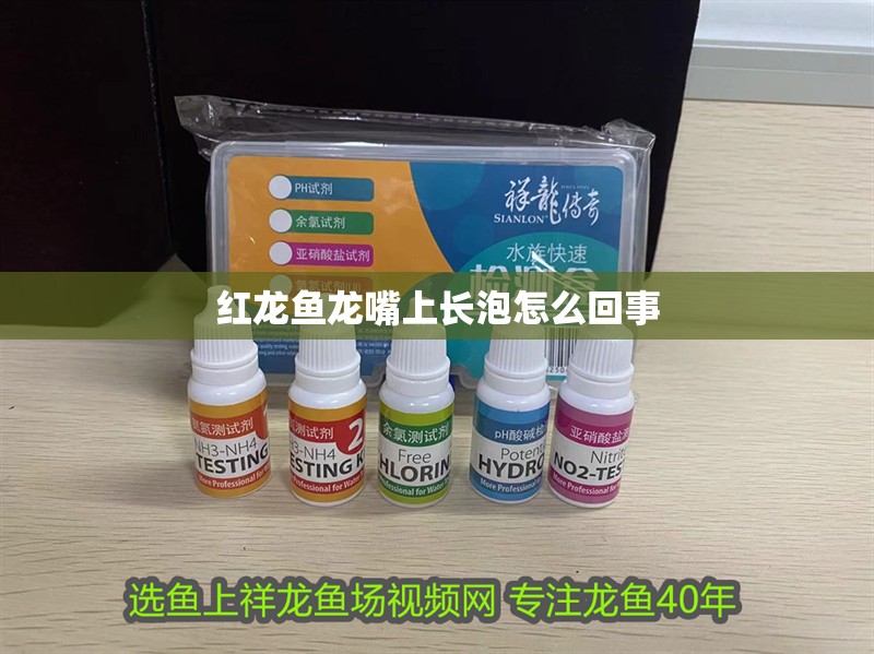 紅龍魚龍嘴上長泡怎么回事