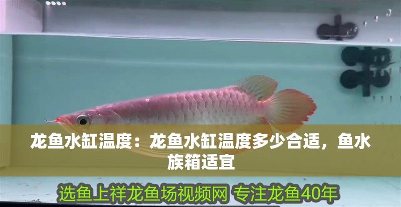 龍魚水缸溫度：龍魚水缸溫度多少合適，魚水族箱適宜