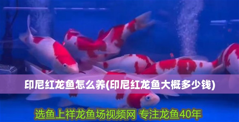 印尼紅龍魚怎么養(yǎng)(印尼紅龍魚大概多少錢) 印尼紅龍魚怎么養(yǎng)(印尼紅龍魚大概多少錢) 紅龍魚百科