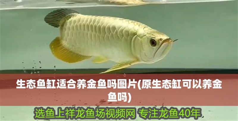 生態魚缸適合養金魚嗎圖片(原生態缸可以養金魚嗎) 生態魚缸適合養金魚嗎圖片(原生態缸可以養金魚嗎) 錦鯉魚百科 第1張