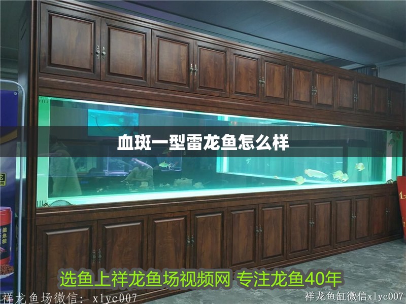血斑一型雷龍魚怎么樣