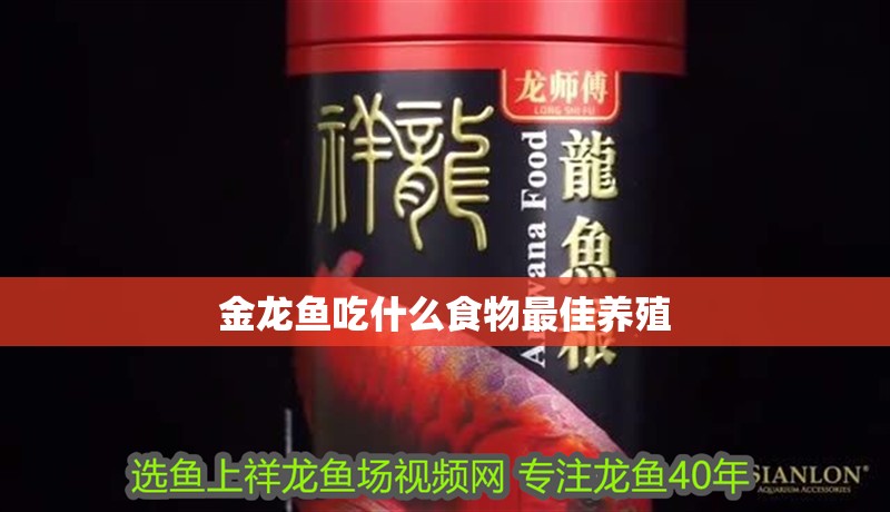 金龍魚吃什么食物最佳養殖