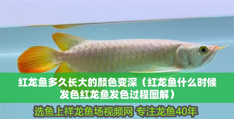 紅龍魚(yú)多久長(zhǎng)大的顏色變深（紅龍魚(yú)什么時(shí)候發(fā)色紅龍魚(yú)發(fā)色過(guò)程圖解）