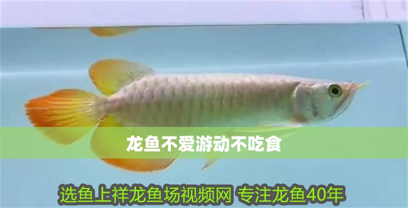 龍魚不愛游動不吃食