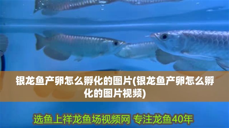 銀龍魚產卵怎么孵化的圖片(銀龍魚產卵怎么孵化的圖片視頻)