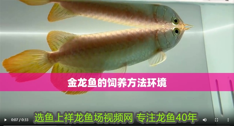 金龍魚的飼養方法環境