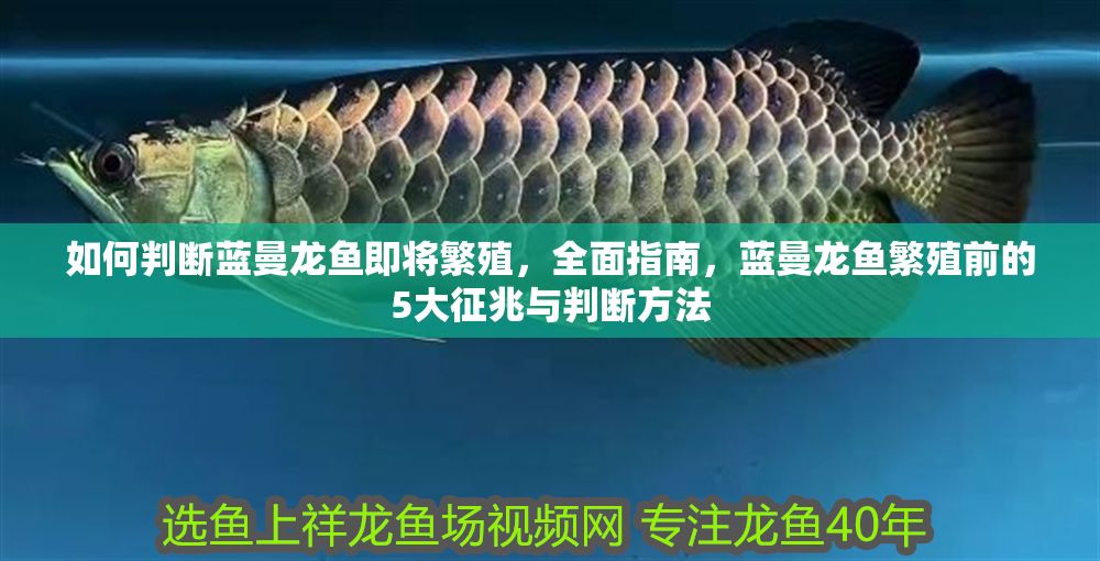 如何判斷藍(lán)曼龍魚(yú)即將繁殖，全面指南，藍(lán)曼龍魚(yú)繁殖前的5大征兆與判斷方法 如何判斷藍(lán)曼龍魚(yú)即將繁殖，全面指南，藍(lán)曼龍魚(yú)繁殖前的5大征兆與判斷方法 龍魚(yú)百科 第1張